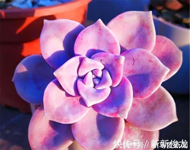 浇水|多肉中的潜力股,比吊兰好养,比玫瑰漂亮3招养成绚丽悬崖桩