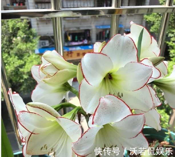 新手|新手养花,不如养盆传统玫瑰“永远的莫斯科”花容月貌,花好月圆