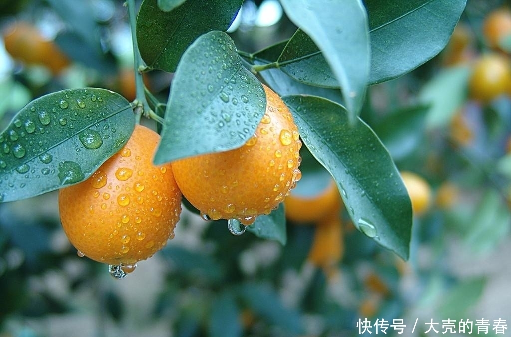 晚上当零食吃几颗,一个月下来,消炎杀菌,止咳化痰,冬天不咳嗽