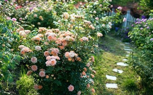 修剪|七月养月季，修剪后别漏这“两动作”，否则复花慢，还容易枯黄