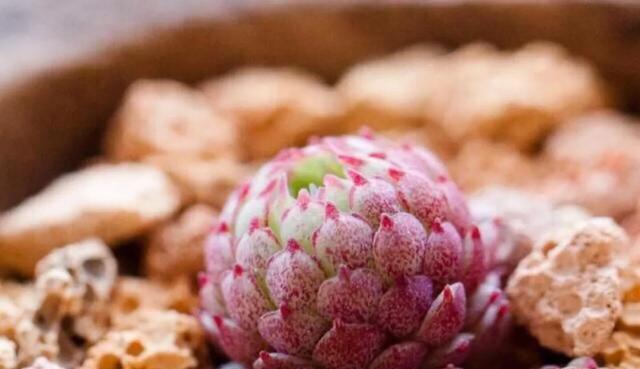 叶片|这些多肉是颜值担当,口碑却褒贬不一,喜欢和嫌弃严重“两极化”