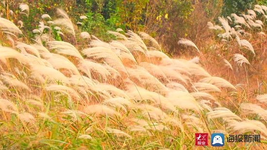 ③：又见白鹭翩翩！深秋的傅疃河口国家湿地公园，别有韵味！|瞰见日照·湿地之美| 日照