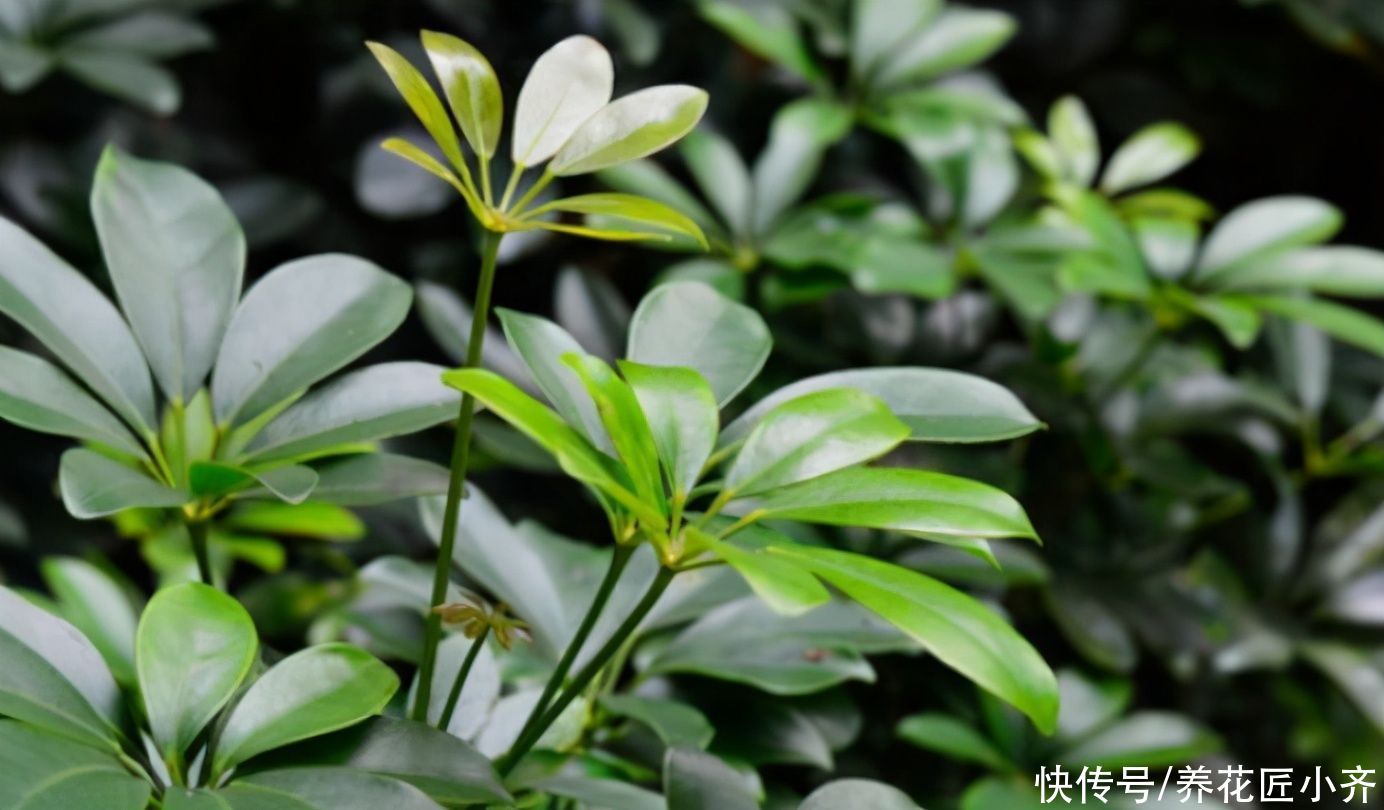 鸭掌木落叶黄叶状态不好,春季换个盆,做好3点,变得枝繁叶茂