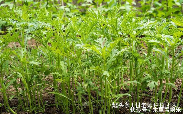 种茼蒿,采收时连根拔起教你1个技巧,茼蒿摘完一茬又一茬