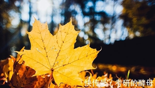 都說古人悲秋 你錯了 這5首描寫秋天的詩詞 一點兒都不感傷 中國熱點