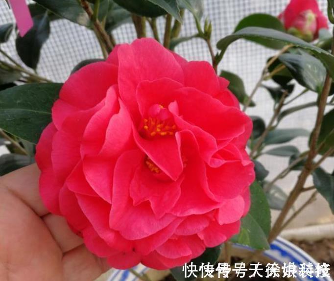 小栈|其他茶花让让道,“茶花女王”来袭,花瓣大如盘,太美了