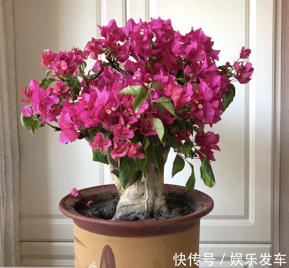 造型|4种“便宜花”，多修剪少浇水，养成高价盆景，价格翻倍