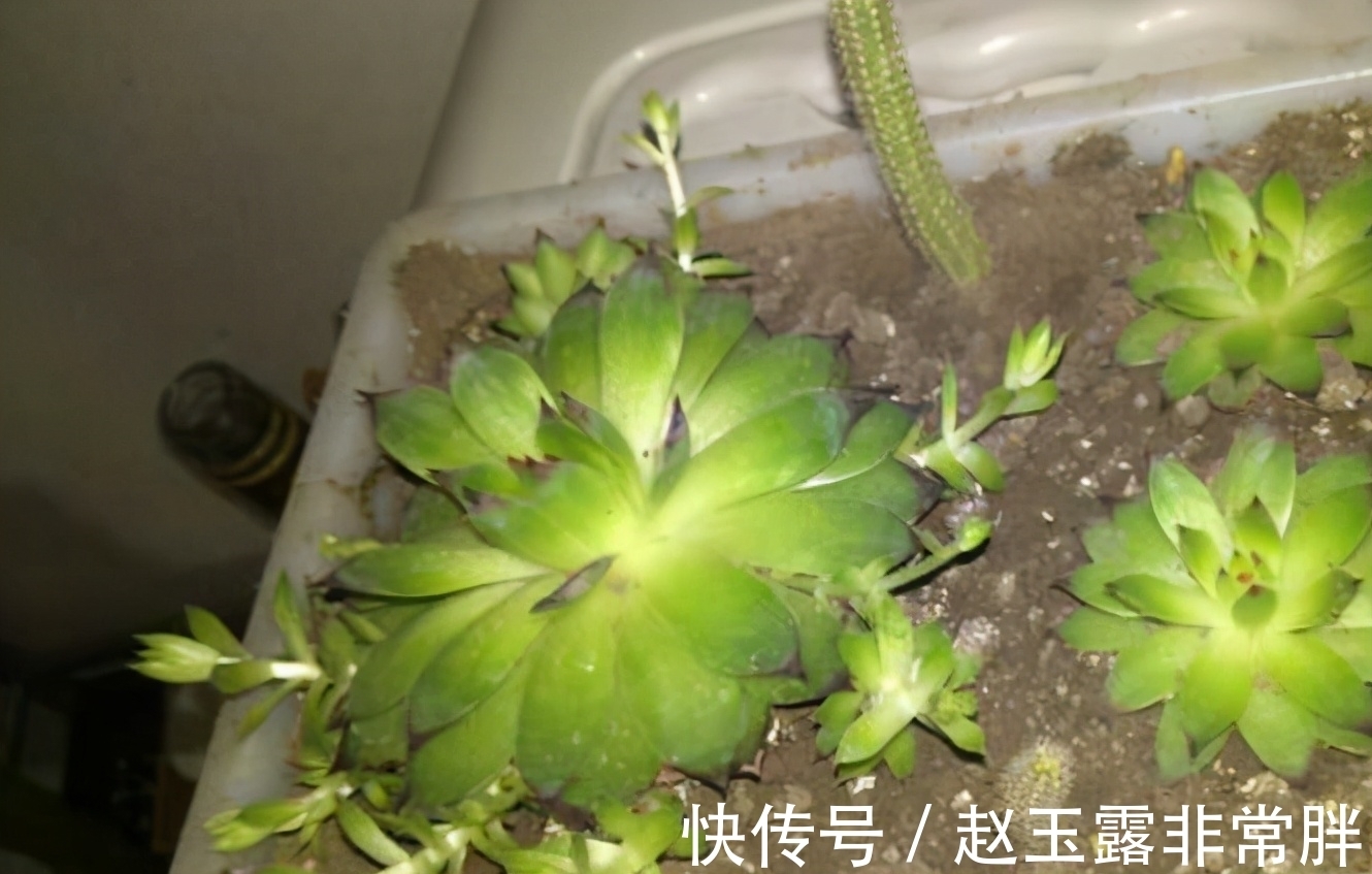 家中光照差别养8种多肉,它们容易变成“豆芽菜”,没有观赏价值