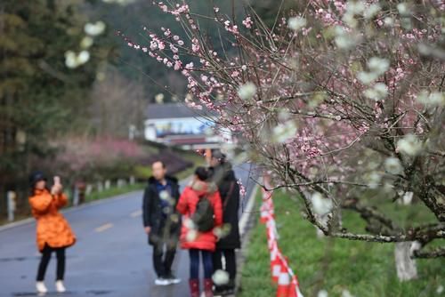潼南|赏梅黄石寨,踏春正当时