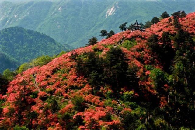 花花世界！趁清明假期赶紧去