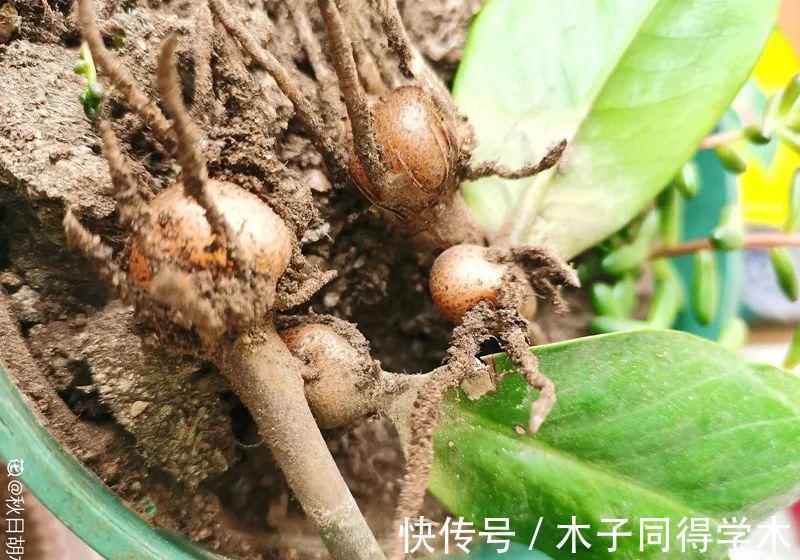 7种花,立秋后换盆,秋冬才能越养越好