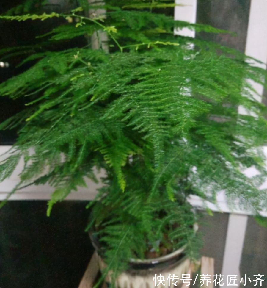 黄叶|文竹始终养不好?改变“方法”养养看,黄叶不再有,油绿又茂盛