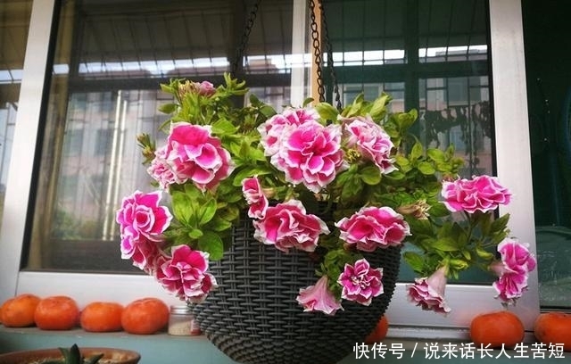 长春花|六月逛花市,看到几种便宜花,喜欢的可以入手,超级爱开花