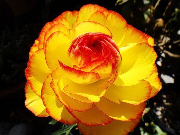 适合春季养的花,好活易爆盆,花朵很大,品种丰富