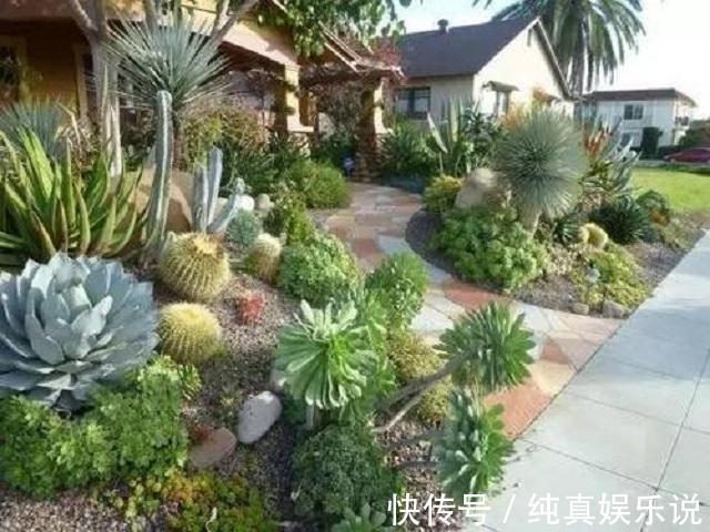 70老头闲来无事，养了百盆多肉摆院里，一盆售价50，别人抢着买！