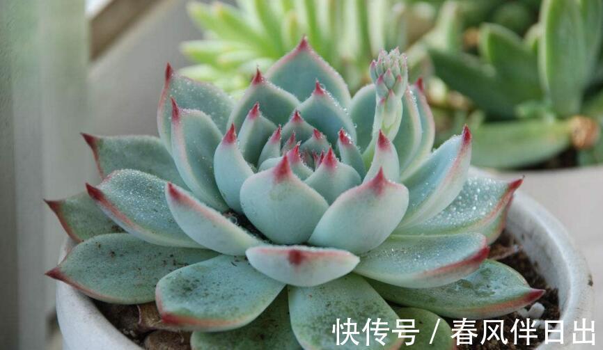 多肉植物|多肉吉娃娃叶片肥厚，叶尖红润似指尖，被誉为多肉里的杨贵妃