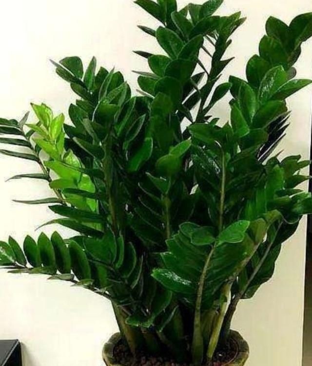 适合客厅养的6种植物,姿态优美,美观大方,寓意又美好