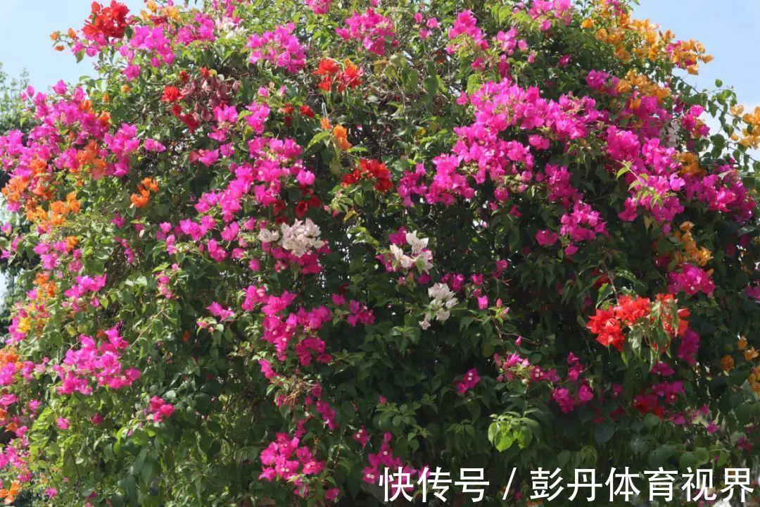 叶子|十月养这花，撸叶子、少浇水，10天冒出大花苞！