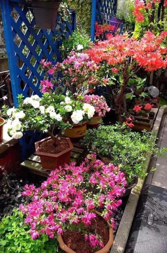 5种花叫做“度夏难”,到了夏天就黄叶干枯,花友年年养年年买