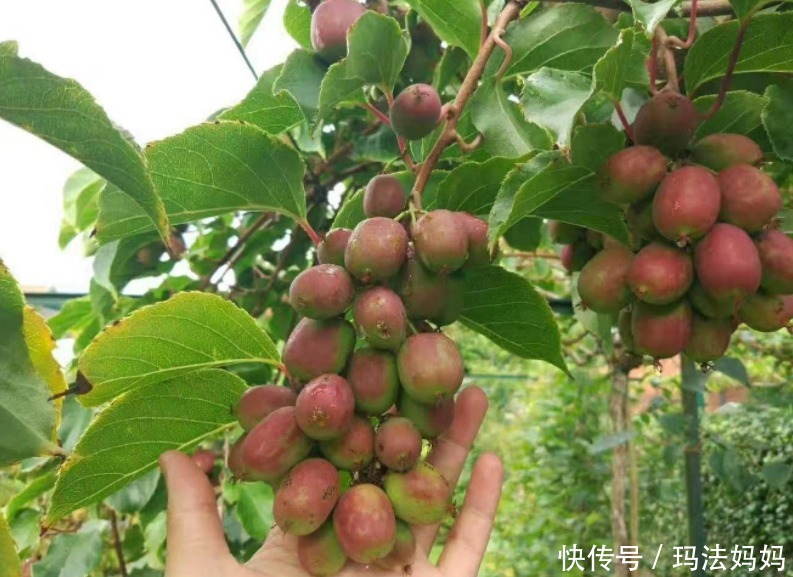 栽种|建议各位:院子里栽果树,别只盯着无花果树,一新品种果树,火了