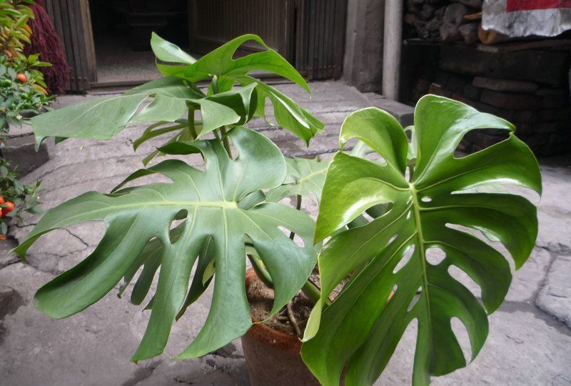 花长寿花|养花试试这几款,花朵浓密艳丽可丰富业余生活减轻精神压力