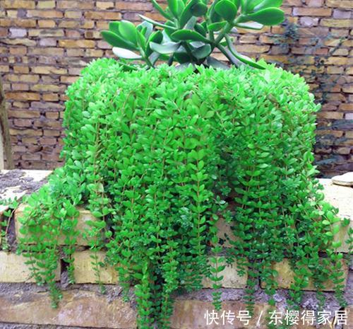 花盆|山上常见的2种野草,带回家种在花盆里,秒变高档盆景