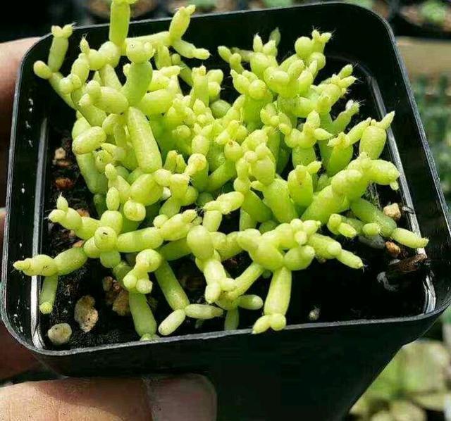 叶片|超冷门的多肉植物,你可能没见过,但养过就会上瘾