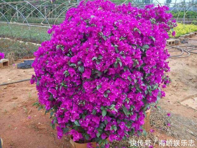 小花|三角梅盆景开花落败，抓紧时间修剪一番，再次开花很简单