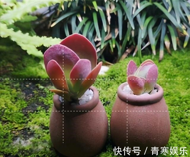 张大哥养肉10多年，总结出4个“耐热品种”，肉迷都喜欢