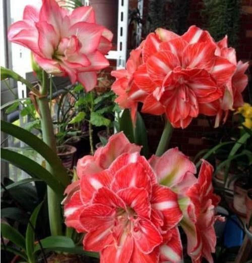 3种花,花朵大、颜色艳,一养就上瘾,抓紧养一盆