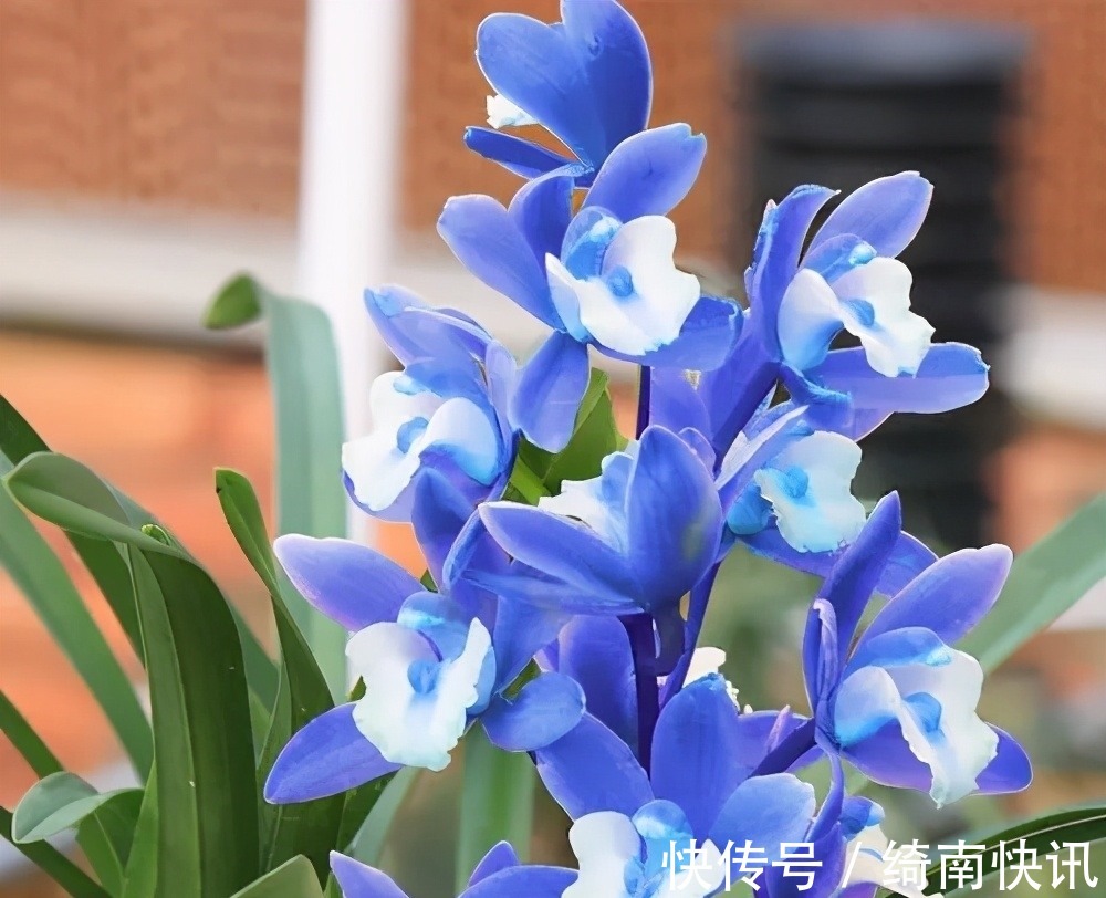 醉玲珑|此兰只应“天上”有,人间哪得几回闻,兰色清雅,让人一见钟情