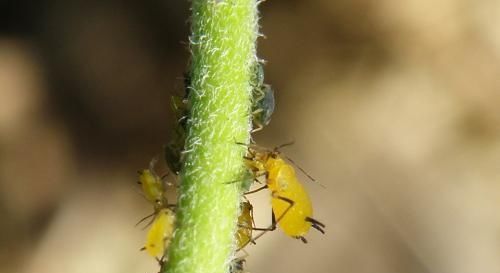花盆里招虫子 样子比蚂蚁还小 该怎么救治 快资讯