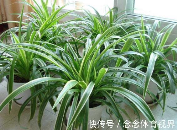 浇水|如何呵护刚买回家的花草盆栽?摸透这几点,养一盆活一盆