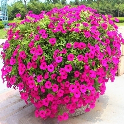 三角梅|懂花的人,喜欢此5种盆栽,“花比叶子多”,轻松养到爆盆