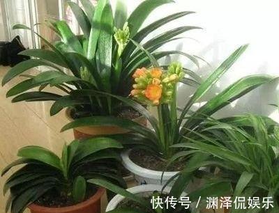 休眠期养君子兰，浇水有妙招，1个小妙招，度夏营养足，长势旺