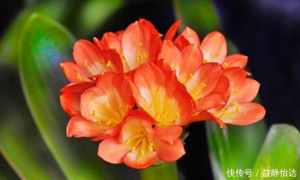 养君子兰3年不开花现在给它用点“小手段”，不出俩月出花苞