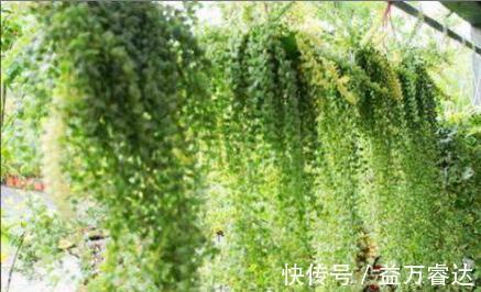 窗帘|五种多肉，倒吊着，枝条流出花盆，一道“肉窗帘”