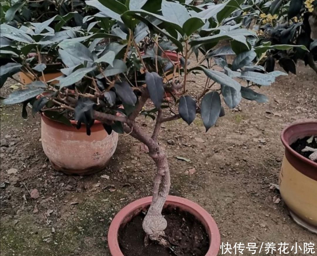 桂花|8月桂花正长花苞，给它用上1种肥，开花多，香味更浓