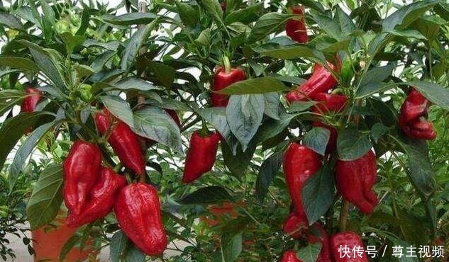 空油桶直接扔太可惜，用来种辣椒，1棵辣椒结10斤，简单又好用！