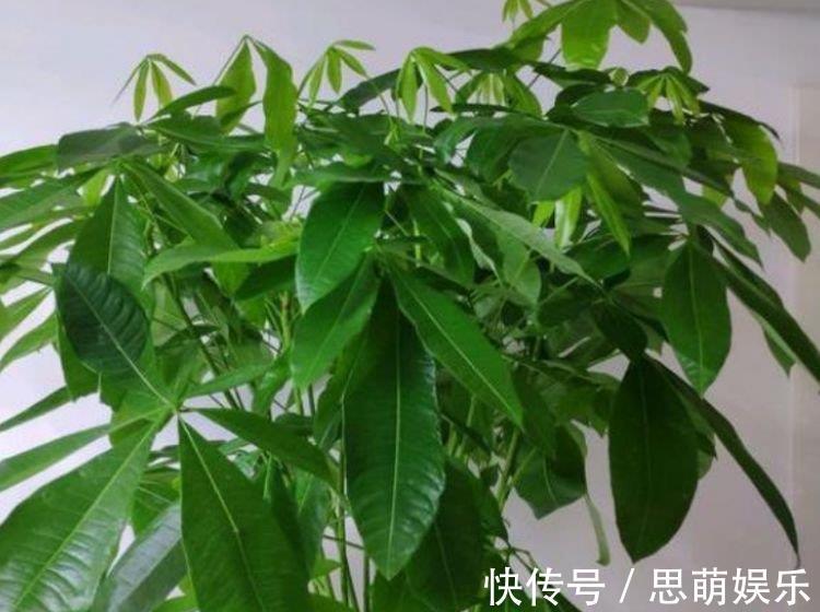 养花|养花就养4种花，家里养一盆，花美心情好，一养就上瘾