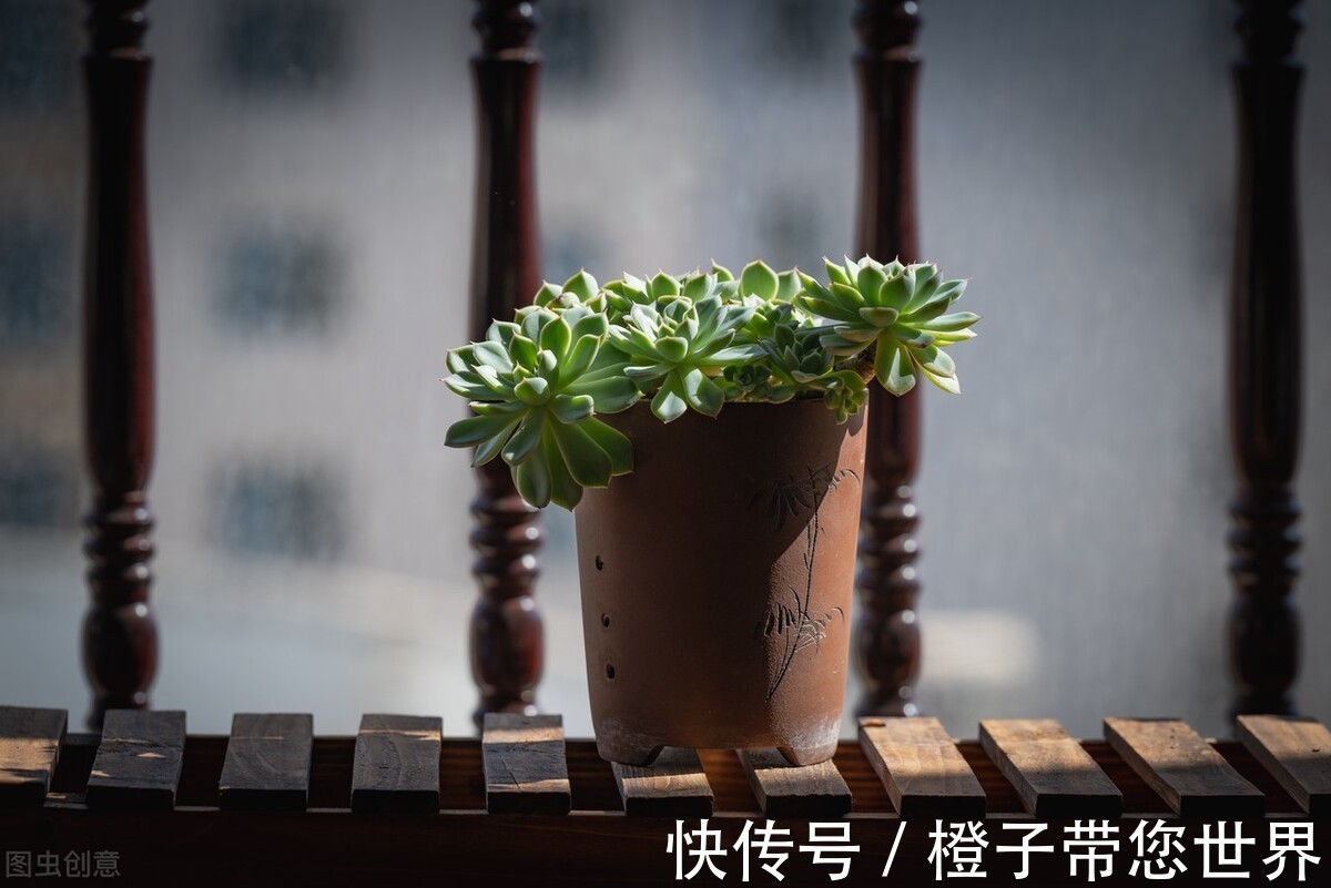 浇水|怎么把多肉养植物成“多肉”