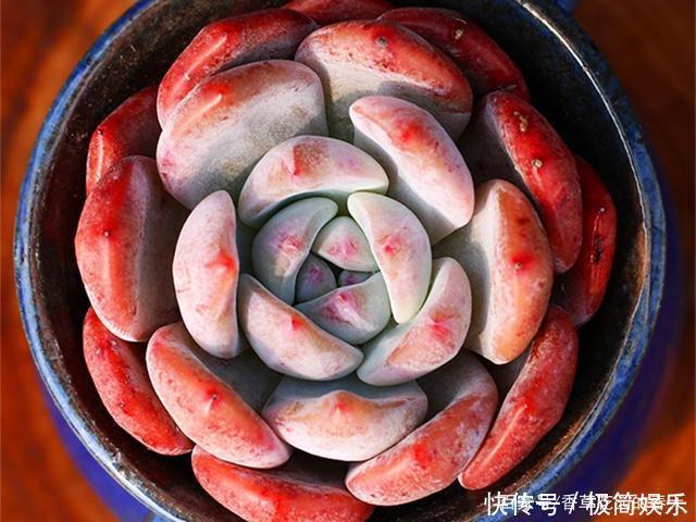 季节|秋冬季节多肉该红的还不红,该包的也不包,不能只怪光照少温差小
