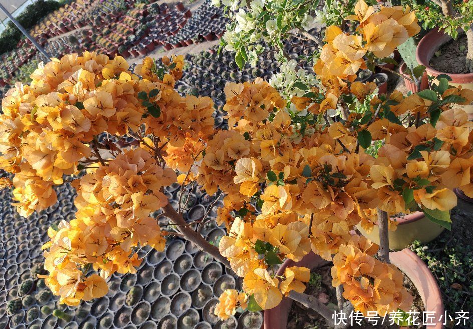 三角梅一直掉花怎么办？花期它有“五不能”，你做好了再试试