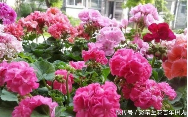 4种花超上瘾的,生命力顽强沾土就活,比兰花还美