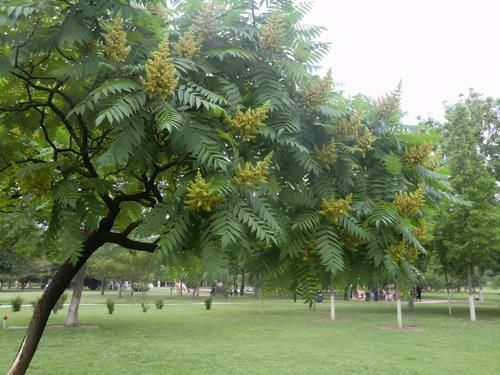 桑树|农村很常见的臭椿树,为何能被称为“树王”?