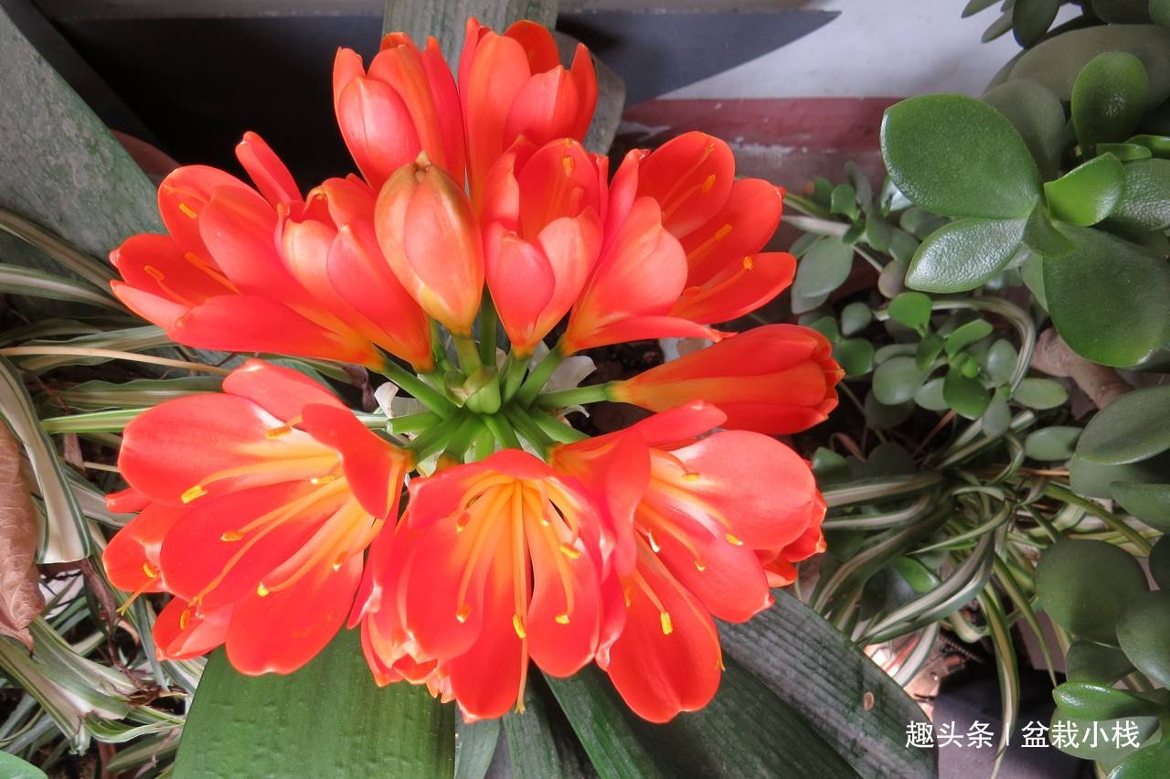 君子兰怕“3高”，怪不得一直不开花，避开后花开大如盘