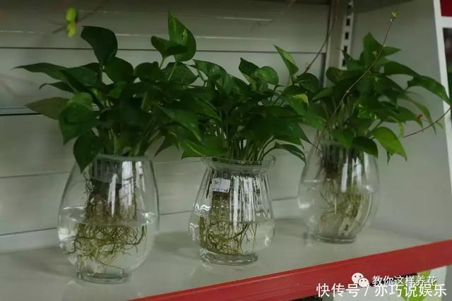 5种花丢水里就活,每周加点水,简简单单轻松爆盆!