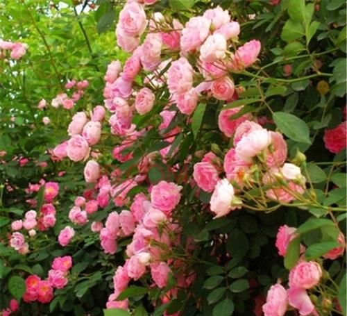 新手|月季开花越来越少?教你一招,分枝多,花量翻倍,新手也会养