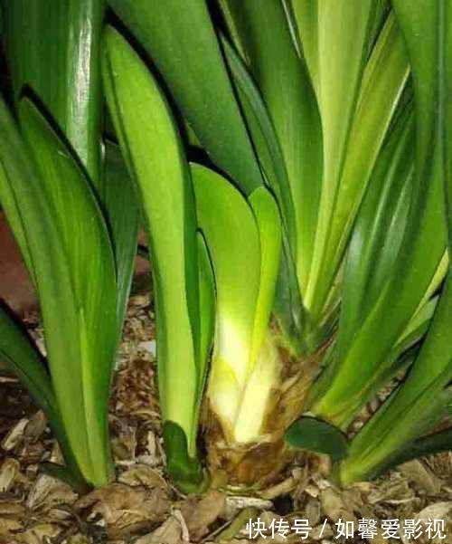 腐叶土|君子兰用这两个方法繁殖,长得快,成活率高