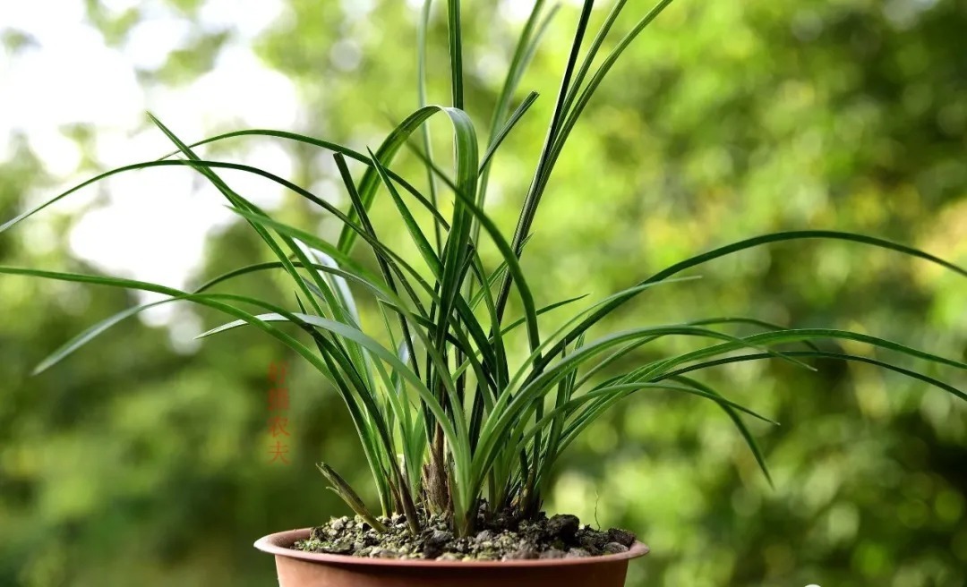 松节油|松树是个宝,种植兰花少不了,可为何很多兰友却用不好?